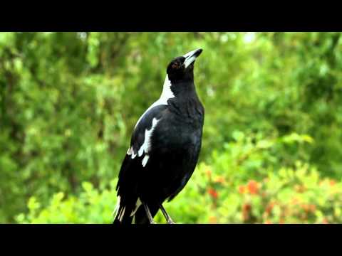 Australian magpie singing