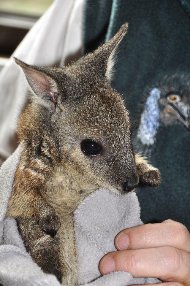 Wallaby bob, Emu Ridge Eucalyptus oil Kangaroo Island