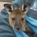 Rosie, Emu Ridge Eucalyptus oil Kangaroo Island