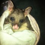 Native Australian Animals, Emu Ridge Eucalyptus oil Kangaroo Island