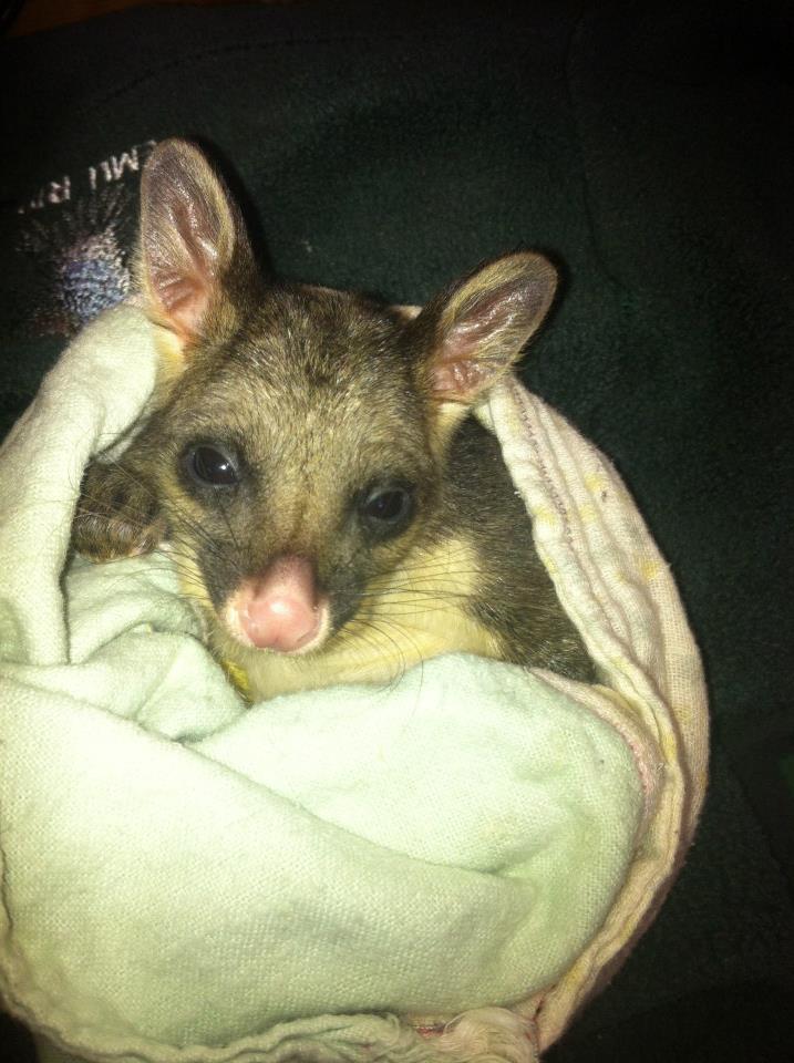 Native Australian Animals, Emu Ridge Eucalyptus oil Kangaroo Island