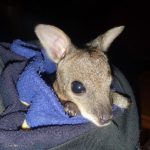 wallaby, Emu Ridge Eucalyptus oil Kangaroo Island