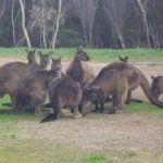 boo, Emu Ridge Eucalyptus oil Kangaroo Island