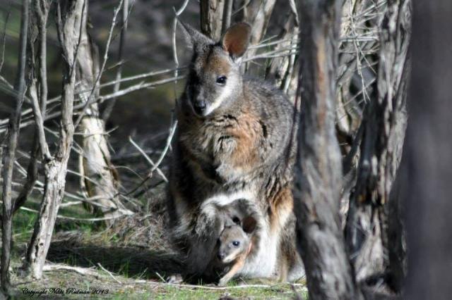 kangaroo, Ridge Eucalyptus oil Kangaroo Island
