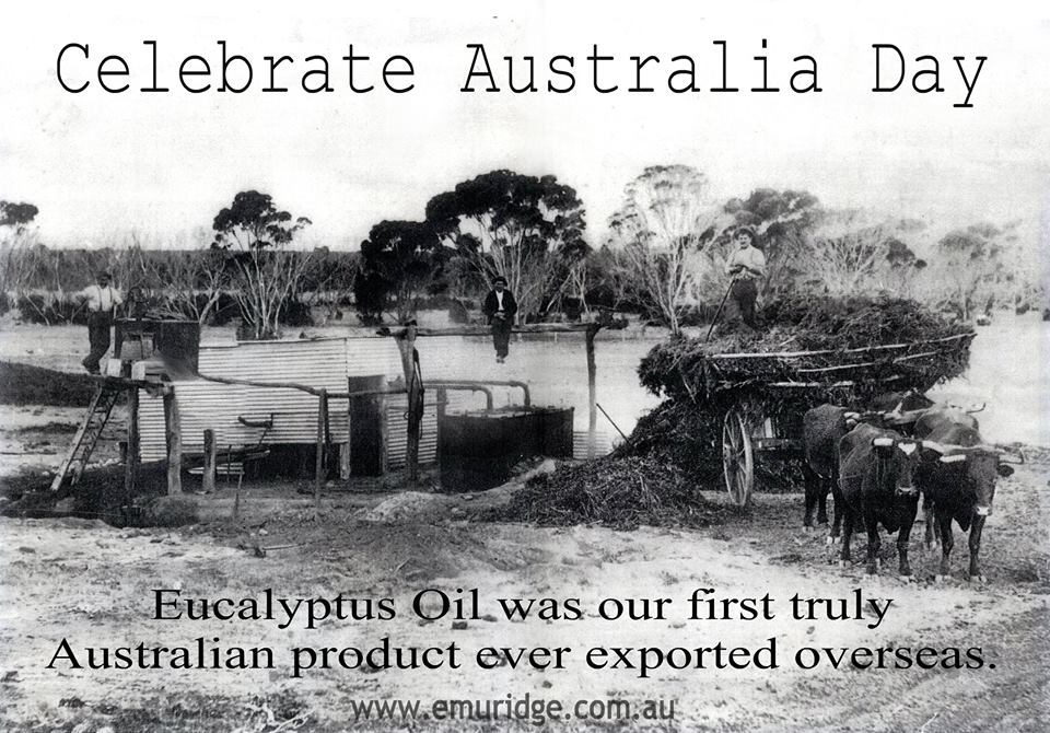 Eucalyptus oil, Emu Ridge Eucalyptus oil Kangaroo Island