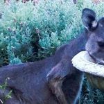 Heat, Emu Ridge Eucalyptus oil Kangaroo Island