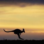 Sustainability, Emu Ridge Eucalyptus oil Kangaroo Island