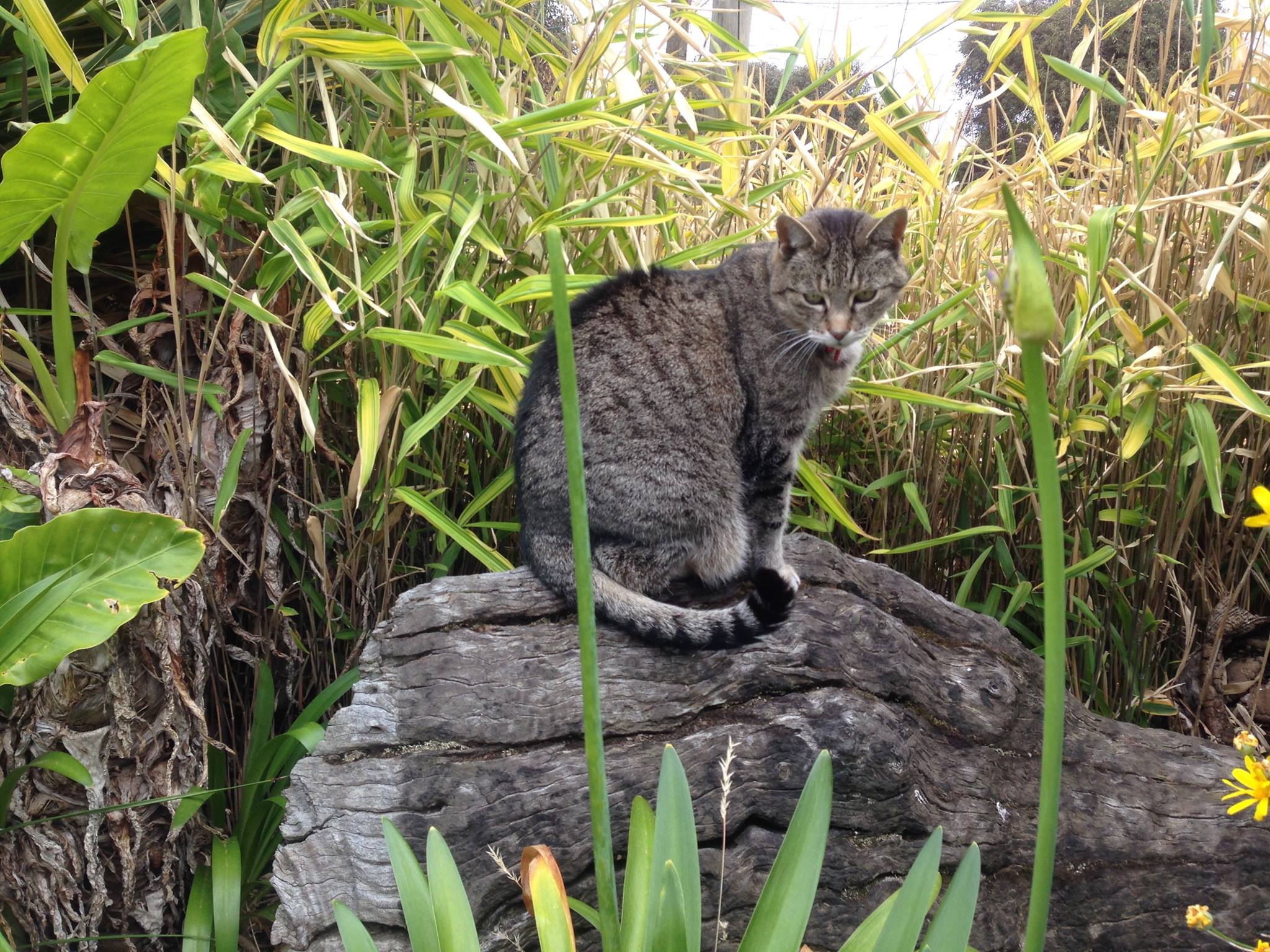 Diy Cat Deterrent With Eucalyptus Oil Emu Ridge