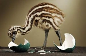 Emu-Layer-Feed