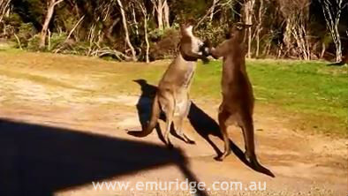 Kangaroos, Emu Ridge Eucalyptus oil Kangaroo Island
