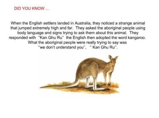 Kangaroo, Emu Ridge Eucalyptus oil Kangaroo Island