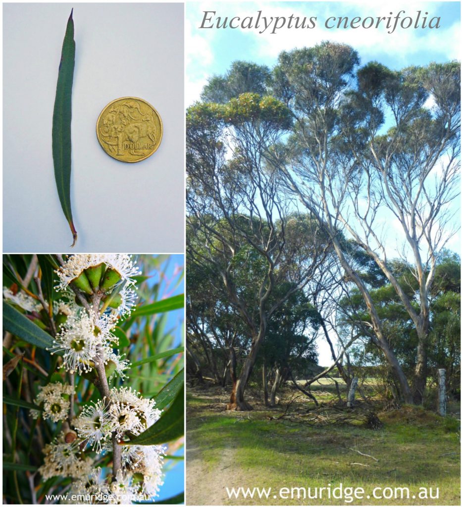 Eucalyptus cneorifolia, Emu Ridge Eucalyptus oil Kangaroo Island
