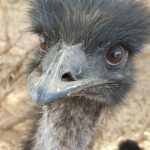 Emu oil, Emu Ridge Eucalyptus oil Kangaroo Island