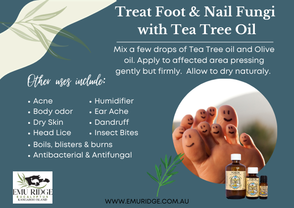 foot fungi tea tree oil web size (002)