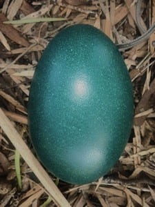 emu egg