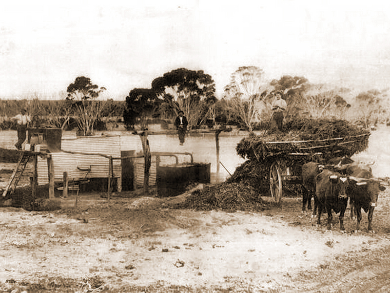 History, Emu Ridge Eucalyptus oil Kangaroo Island