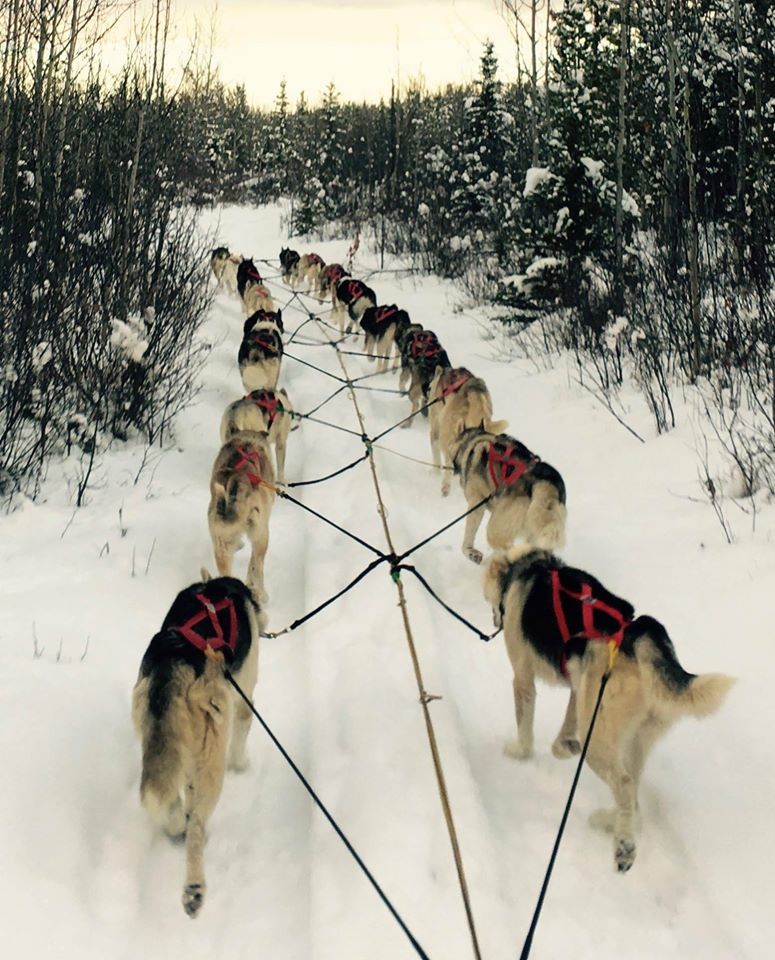 sleigh dogs