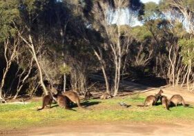 View, Emu Ridge Eucalyptus oil Kangaroo Island