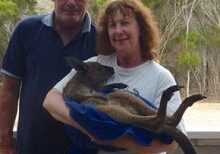 Baby Kangaroo, Emu Ridge Eucalyptus oil Kangaroo Island