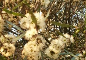 Newsletter, Emu Ridge Eucalyptus oil Kangaroo Island