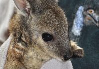 Wallaby bob, Emu Ridge Eucalyptus oil Kangaroo Island