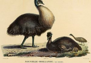Emu, Emu Ridge Eucalyptus oil Kangaroo Island