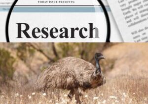 Omegas & The Emu Oil, Emu Ridge Kangaroo Island