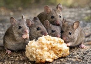 how to keep mice away naturally eucalyptus oil