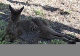 celine, Emu Ridge Eucalyptus oil Kangaroo Island