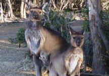 millie, Emu Ridge Eucalyptus oil Kangaroo Island