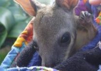 buddy, Emu Ridge Eucalyptus oil Kangaroo Island