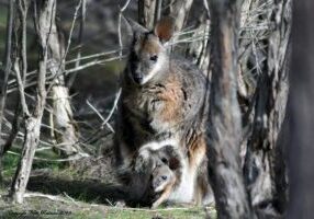 kangaroo, Ridge Eucalyptus oil Kangaroo Island