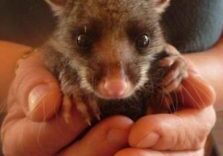 batman, Emu Ridge Eucalyptus oil Kangaroo Island